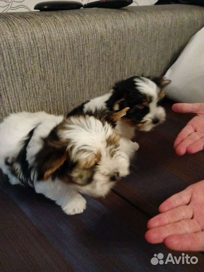 Щенки бивер йорка мини