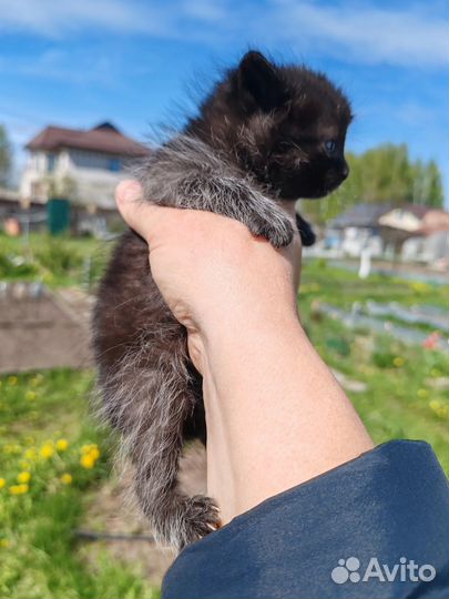 Ищем дом котятам