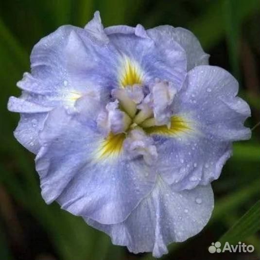 Ирис Вейв Экшн