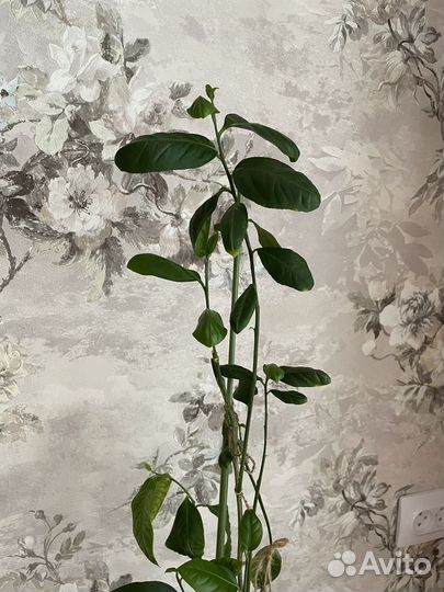 Лимонное дерево