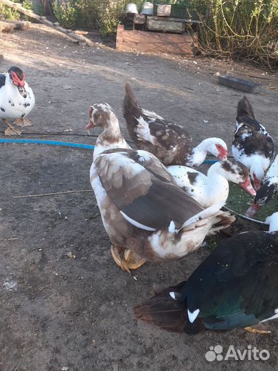 Мускусные утки тяжелые линии