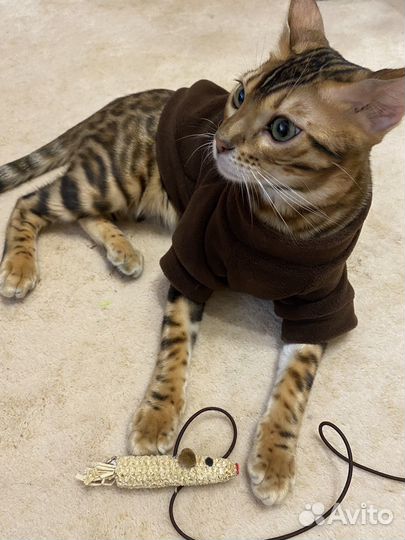 Бенгал вязка