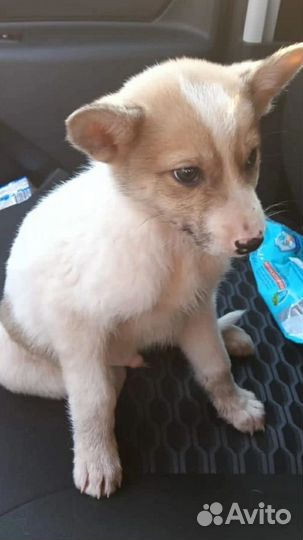 Щенок в добрые руки