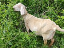 Англо нубийский коза