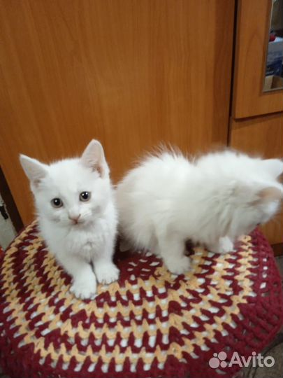 Котятки в добрые руки