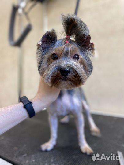 Стрижка/груминг собак от Yumi&Co