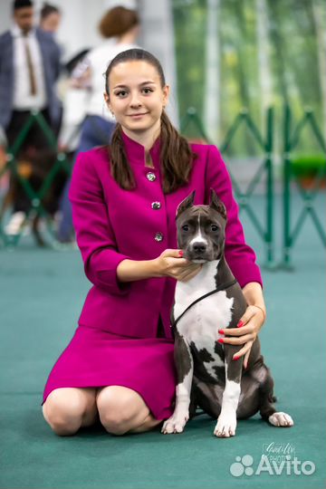 Профессиональный хендлер, фитнес-тренинг