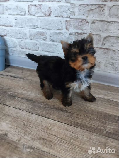 Йоркширский терьер