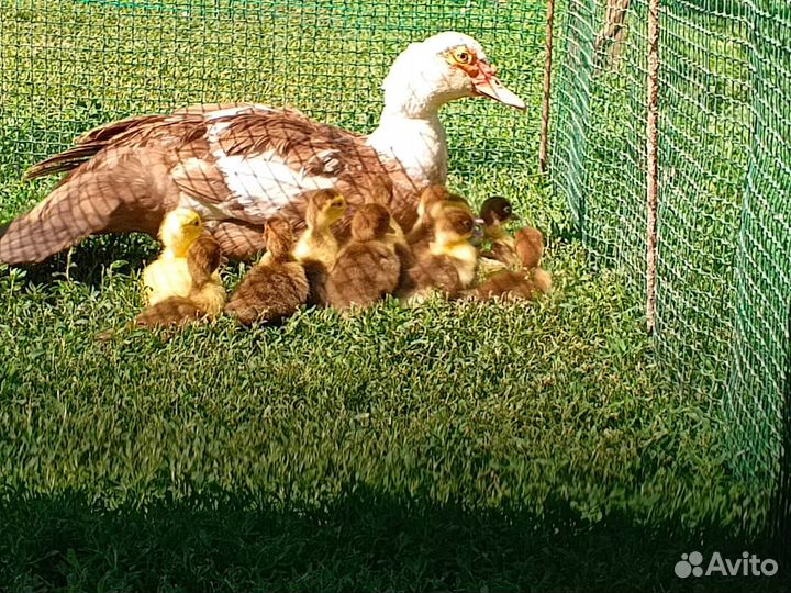 Утята индоутки