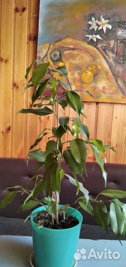 Фикус бенджамина