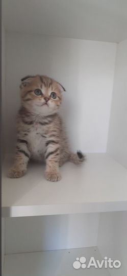 Шотландские котята