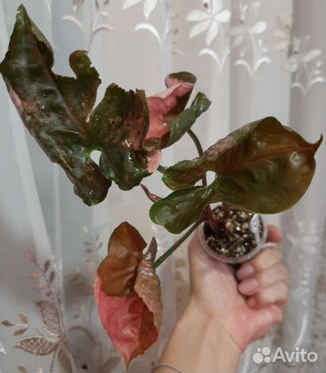 Сингониумы 6 сортов