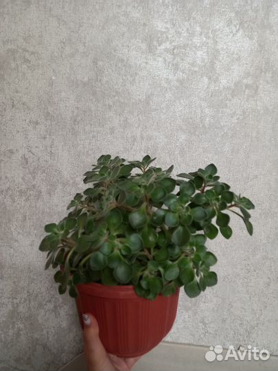 Аихризон/Алоэ