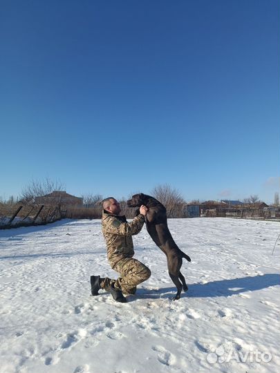 Дрессировка, Передержка собак