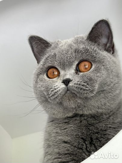 Британские котята