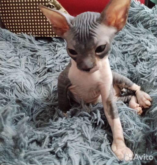 Донской сфинкс котенок