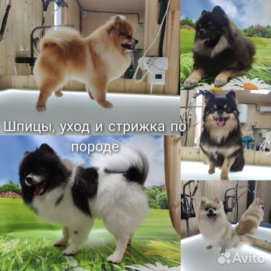 Стрижка собак и кошек Грумер Зоосалон