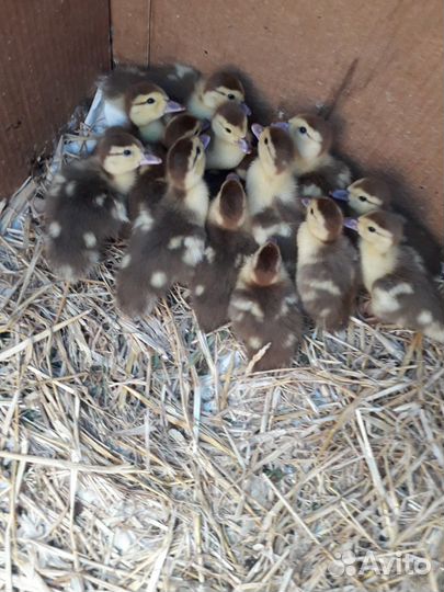 Индоутята домашние