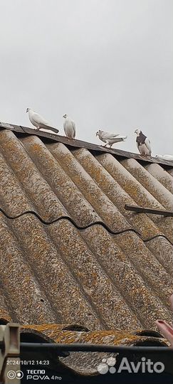 Голуби бойные