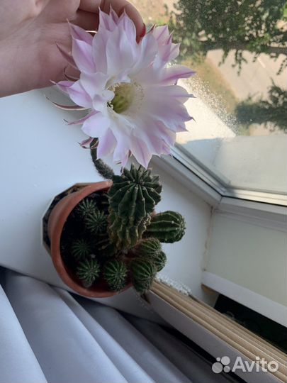 Кактус цветущий