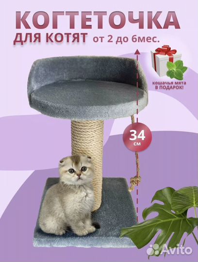 Когтеточка