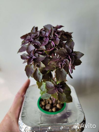 Рассада разных культур