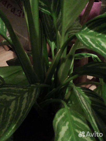 Сансивьерия Лауренти,аглоанема Страйпс