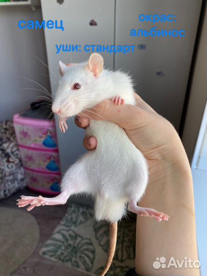 Декоративные крысята