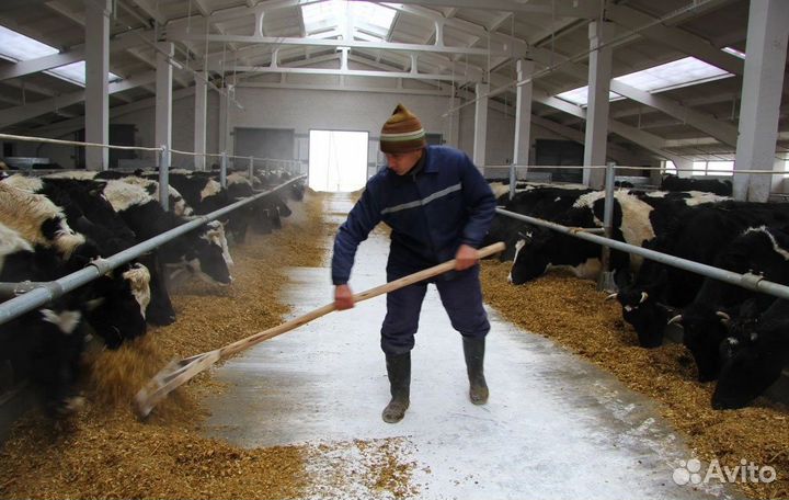 Приглашаем сотрудников. На работу, на ферму