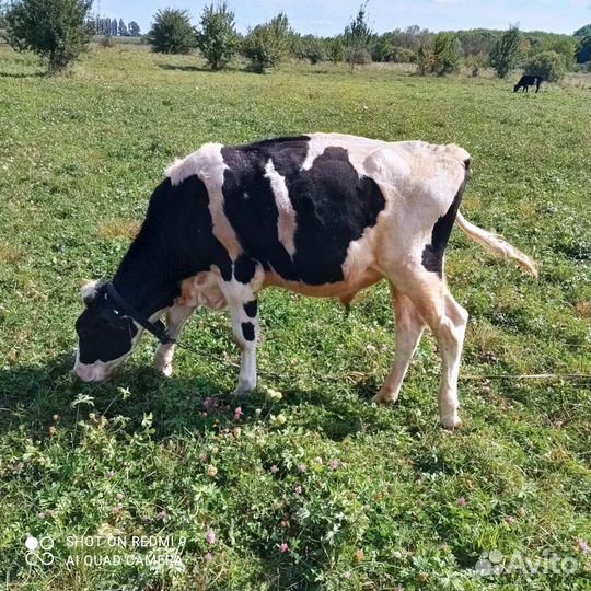 Продам бычков