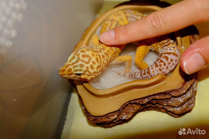 Геккон эублефар пара