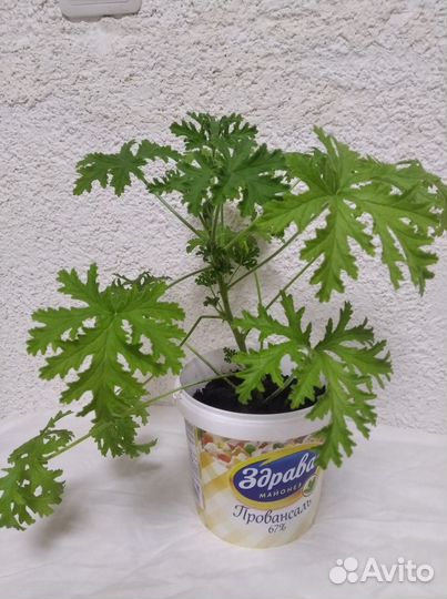 Комнатные растения Лимонник