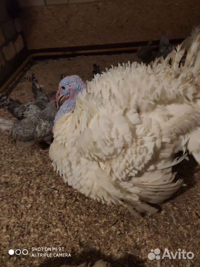 Мясо индейки