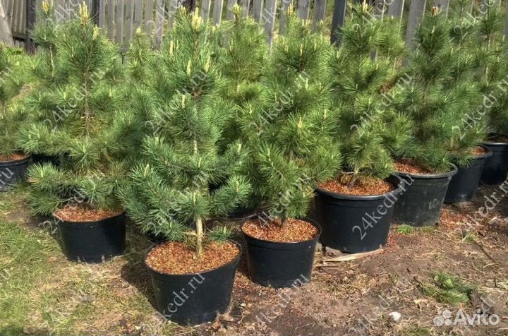 Сибирский кедр экстра класс. Саженцы