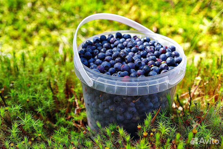 Черника свежая