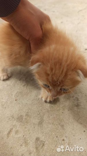 Котенок девочка в добрые руки