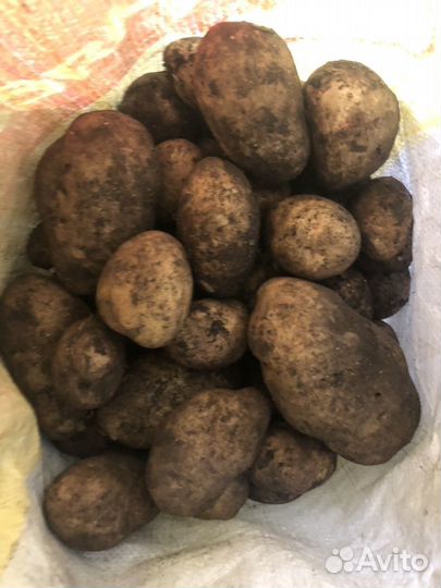 Картофель деревенский