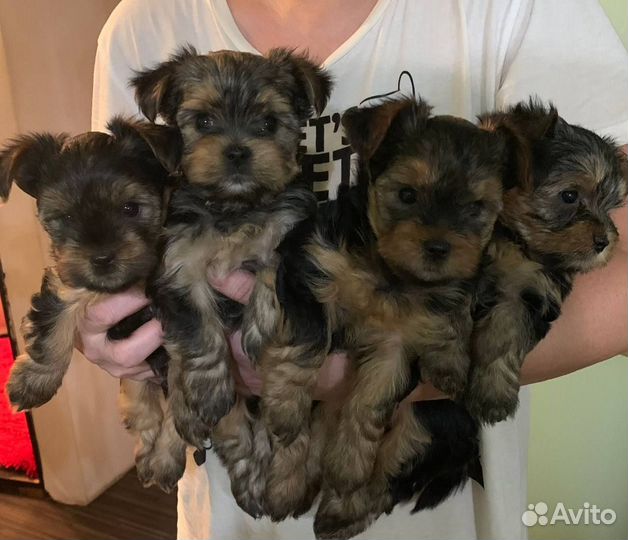 Йокширский терьер щенки