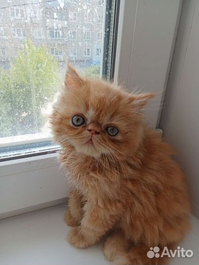 Персидская