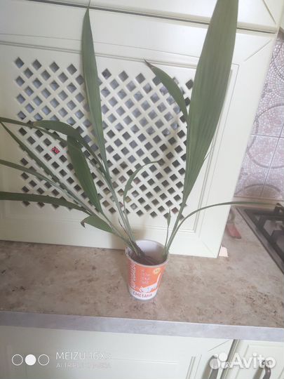 Финиковая пальма