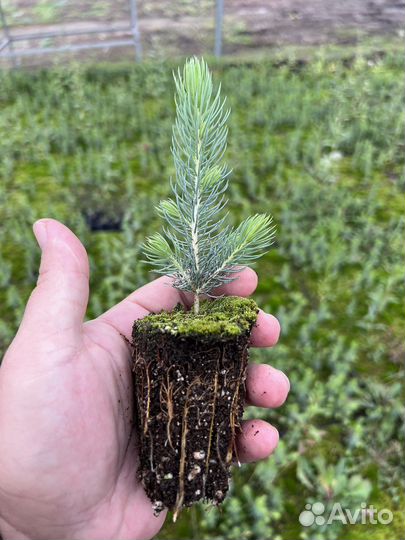 Лиственница с зкс Голубая Ель Сосна горная мугус