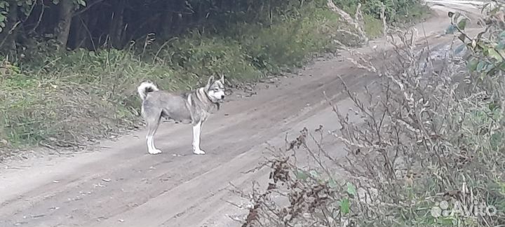 Лайка в добрые руки