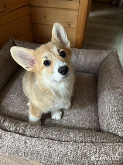 Вельш-корги пемброк девочка