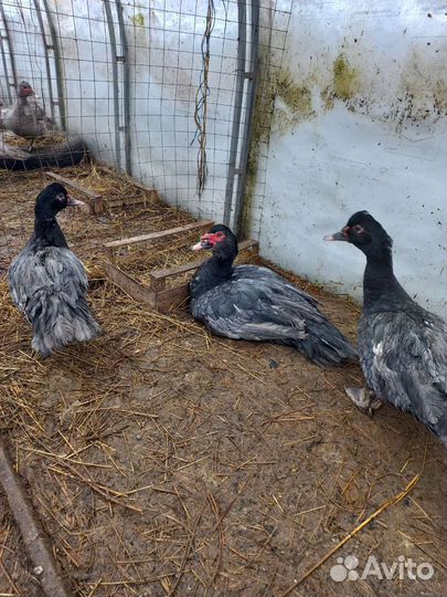 Инкубационное яйцо мускусной утки