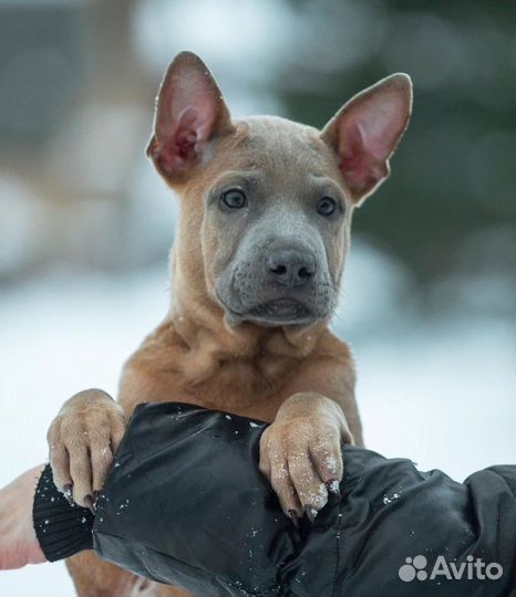 Тайский риджбек щенки