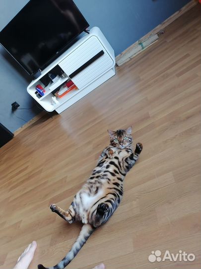 Бенгальский кот