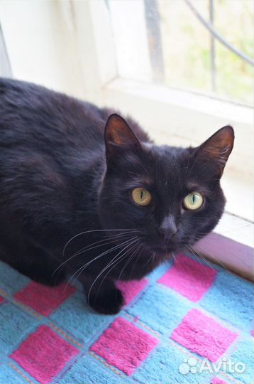 Bидeo.Рикси.стерил-а