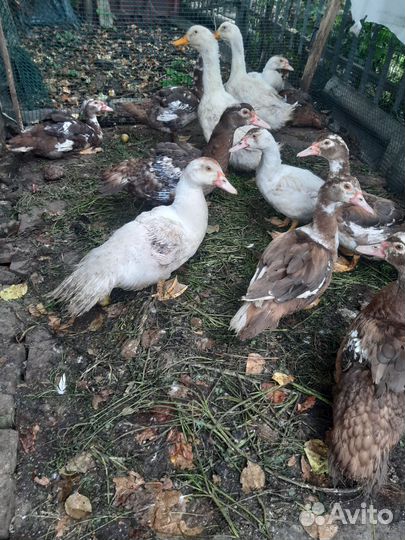 Мускусные утки