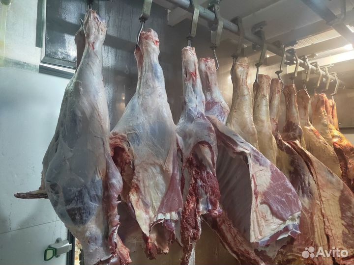 Продам мясо конина