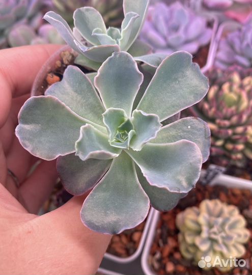 Суккуленты 1